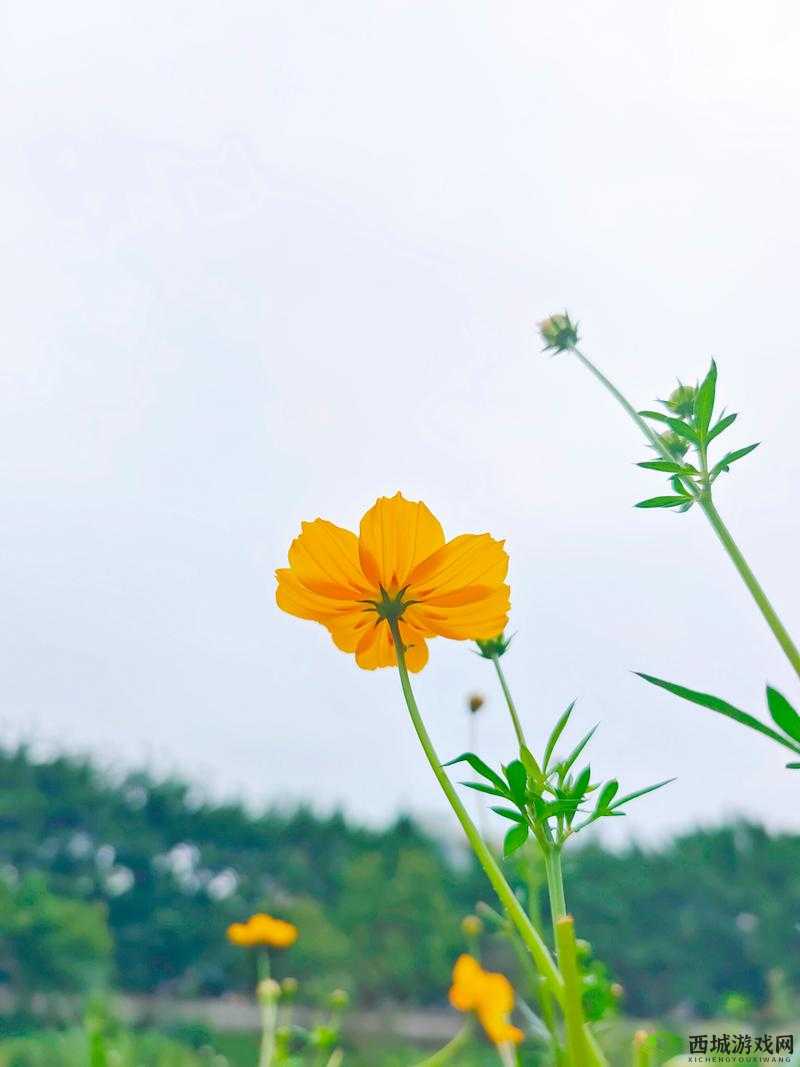 野花韩国视频观看免费高清版:精彩内容呈现