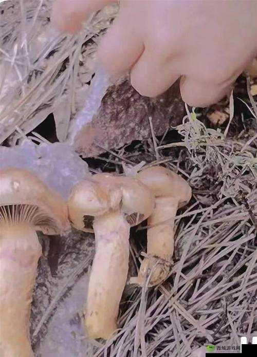 :蘑菇视频:嗯嗯啊啊啊,这是一部怎样的影片?