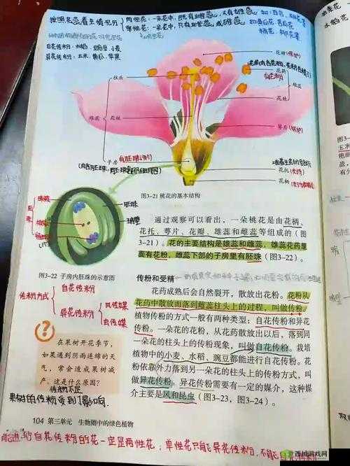 老师拿校花做示范:探索生物课繁殖的奥秘