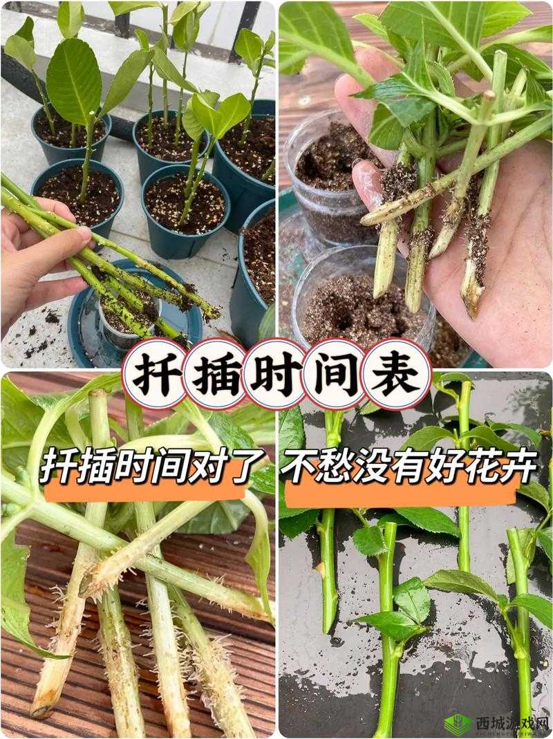 欧式七十二式扦插法介绍:详细解读与实践技巧分享