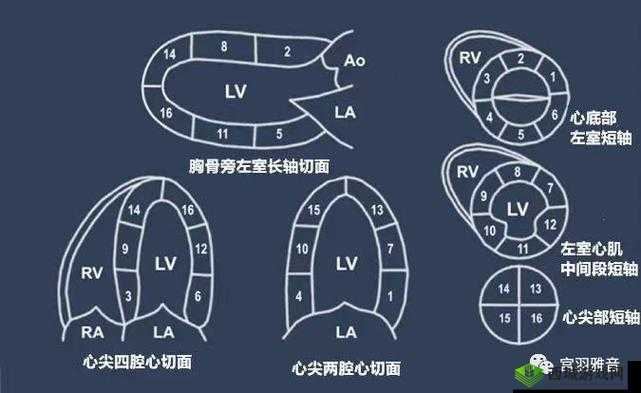 肌肌插肌肌:探索未知的私密领域