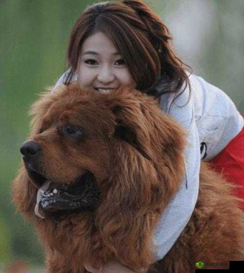 震惊为何女主人竟喜爱抱着藏獒一同入眠?背后原因究竟是什么?